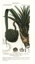 Schraubenpalme, Pandanus utilis