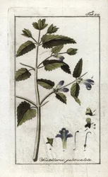 Helmkraut (Scutellaria galericulata). Lithographie aus „Afbeelding der Artseny-Gewassen“ von Johannes Zorn (1739-1799), Niederlande