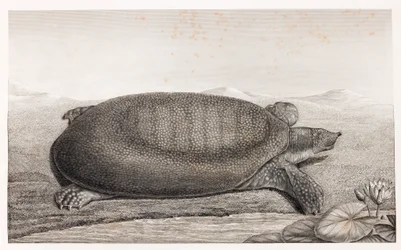Seitenansicht einer Schildkröte