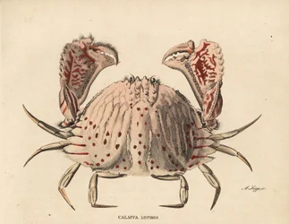 Glatt- oder Rotfleckenkastenkrabbe, Calappa calappa. Handkolorierter Stahlstich von A. Scipp aus Georg Friedrich Treitschkes Naturhistorischer Bildersaal des Thierreiches, Leipzig-1842.