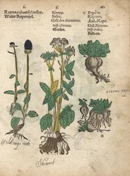 Ährige Teufelskralle, Phyteuma spicatum, Zuckerwurzel, Sium sisarum, und Rübe, Brassica rapa. Handkolorierter Holzschnitt einer botanischen Illustration aus Adam Lonicers Krauterbuch, oder Herbal, Frankfurt