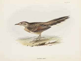 Spitzschwanz, Südamerika, ca. 1832-1836