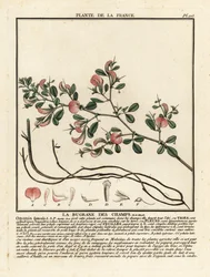 Dornige Hauhechel, La bugrane des champs, Ononis spinosa