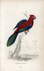 Prachtpapagei (Psittacus gloriosus). Platycerus elegans. Lithographie von Joseph Kidd, basierend auf einer Zeichnung von John Audubon, in Miscellany of Natural History: Parrots, Sir Thomas DiK Lauder und Captain Thomas Brown, veröffentlicht in Edinburgh, S