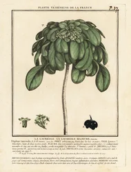 Seidelbast, Daphne laureola