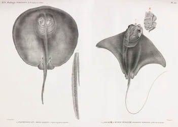 Stachelrochen, Vorder- und Rückansicht