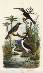 Storch, Jabiru mycteria, Rostschwanz-Jakamar, Galbula ruficauda und Dreizehen-Jakamar, Jacamaralcyon tridactyla