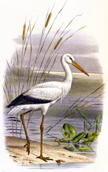 Storch, ca. 1850 (Lithographie)