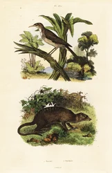 Sonnenvogel und Erdmännchen (Gravur)