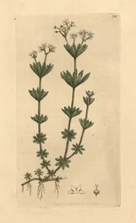 Waldmeister, Galium odoratum (Waldmeister oder Waldmeister, Asperula odorata) (gaillet odorant) Handkolorierter Kupferstich nach einer Zeichnung von James Sowerby für James Smith