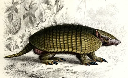 Tatou Encoubrt (Dasypus sexeinetus), zahnlose Säugetiere. In „Dictionnaire universel d