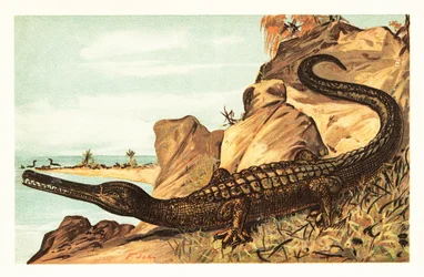 Teleosaurus cadomensis, ausgestorbene Art von Meereskrokodilen. 1908 (Lithografie)