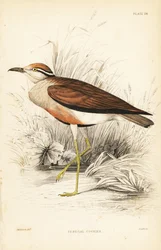 Temmincks Rennvogel, Cursorius temminckii (Senegal-Rennvogel, Tachydromus senegalensis). Handkolorierter Stahlstich von William Lizars nach William Swainson aus Sir William Jardine