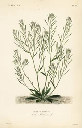 Ackerschmalwand, Arabidopsis thaliana, Arabis thaliana, Arabette rameuse