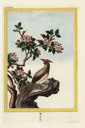 Der Apfelbaum von China. Chinesischer Zierapfel, Malus prunifolia. Handkolorierte Radierung aus Pierre Joseph Buchoz