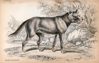 Der Chenu-Fuchs oder Brasilianischer Fuchs, Lycalopex vetulus - Lithographie von Colonel Charles Hamilton Smith zur Illustration von „Naturalist