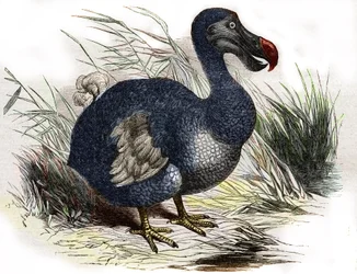 Der Dodo