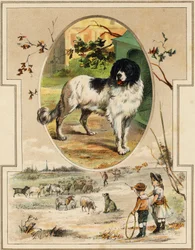 Der Hund (Illustration aus „Mon premier Grand Alphabet“)