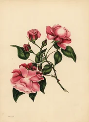 Die immerblühende Rose, Schönheit immer neu