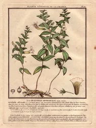 Die Gratiola officinale (Gratiola officinalis). Giftige Pflanze, Beschreibung der Pflanze, Stängel, Blätter, Blüten und Wurzeln. Details von Kelch, Stempel und Kapsel. Farbradierung aus dem 18. Jahrhundert, im Herbier de la France (1780-1793)