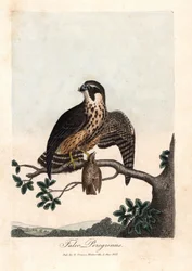 Der Wanderfalke. Farbige Kupferstich von George Graves in British Ornithology