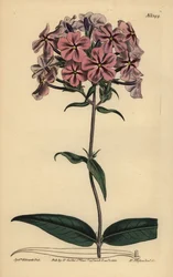 Dichtblättrige Flammenblume