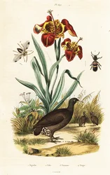 Tiger-Iris und Großer Tinamou