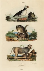 Ceylon-Makak, Rhesusaffe und Papageientaucher