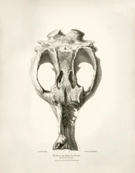Toxodon-Kranich, ein prähistorisches Tier, das von Charles Darwin in der Nähe von Montevideo, Uruguay, während seiner Erkundungsreise an Bord der Beagle gefunden wurde. Die Zoologie der Reise der H.M.S. Beagle unter dem Kommando von Kapitän Fitzroy in den 