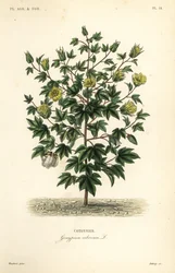 Baumwolle, Gossypium arboreum