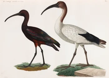 Zwei Farbabbildungen von Vögeln