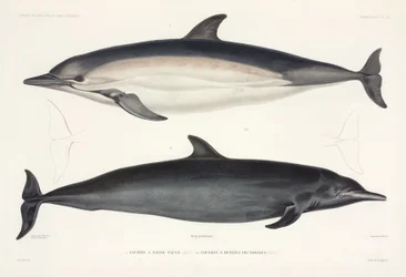 Zwei Arten von Delfinen