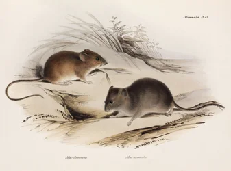 Zwei Arten von Mäusen, Südamerika, ca. 1832-1836