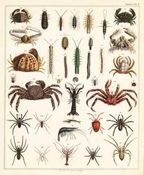 Verschiedene Krabben und Spinnen (Lithografie)