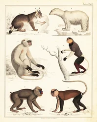 Verschiedene Säugetiere, 1842 (Lithografie)