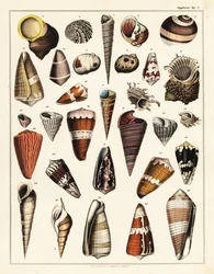 Verschiedene Muscheln, Mollusken, 1841 (Lithographie)