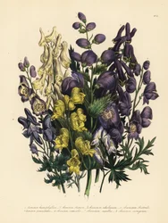 Verschiedenblättriger Eisenhut, Aconitum heterophyllum, gelber Eisenhut, A. anthora, blassgelber Eisenhut, A. ochroleucumum, Karpatenpurpur-Wolfsbane, rispiger Eisenhut, A. paniculatum, A. versicolor, gewöhnlicher Eisenhut, A. napellus, und A. variegatum. 