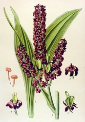 Giftige Pflanze: Schwarzer Germer (Veratrum nigrum)