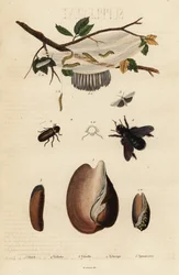 Volute, Käfer, Zimmererbiene und Motte