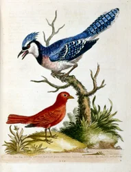 Aquarellillustration aus einem Buch seltener Vögel von G. Edwards 1750