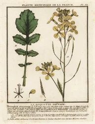 Wasserkresseblättrige Rauke, Erucastrum nasturtiifolium