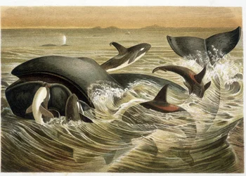 Wale und Orcas, farbig illustriert von W. Kuhnert in „Vita degli Animali“ von A. E. Brehm, Ausgabe von 1893