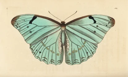 Weißer Morpho, Morpho laertes