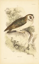 Schleiereule oder Schleiereule, Tyto alba, auf einem Felsen sitzend. 1889 (Gravur)