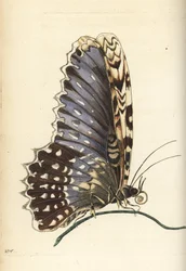 Weiße Hexenmotten, Thysania agrippina (Agrippina-Schmetterling, Phalaena agrippina). Illustration gezeichnet und graviert von Richard Polydore Nodder nach Maria Sibylla Merian. Handkolorierter Kupferstich aus George Shaw und Frederick Nodder
