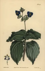 Witwentränen, Tinantia erecta