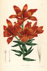 Wilde Lilie - Sibirische Lilie, Lilium pensylvanicum. Handkolorierter Kupferstich von A. Bailey nach Edwin Dalton Smith aus John Lindley und Robert Sweet
