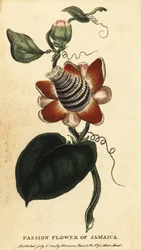 Geflügelte Passionsblume, Passiflora elata (Kupferstich)