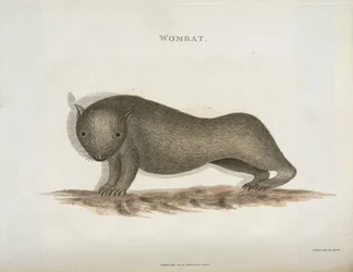 Wombat, Australien, ca. 1798