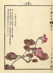 Yamato uchiwa oder iwakagami, Schizocodon soldanelloides, japanische Alpenpflanze. Handkolorierter Holzschnitt von Kono Bairei aus Senshu no Hana (Tausend Blumenarten), Bunkyudo, Kyoto